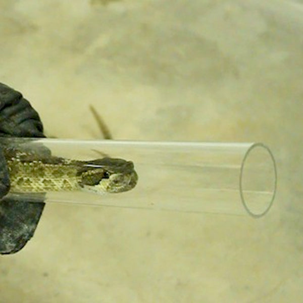 Snake Restraining Tube set (8 pieces) 200mm Short